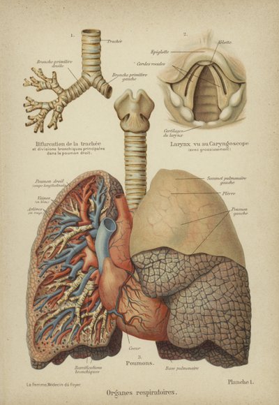 Human Respiratory Organs by German School