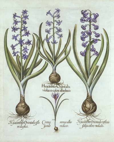Hyacinths and an Autumn Crocus, from Hortus Eystettensis by German School