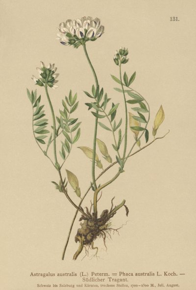 Indian Milkvetch by German School