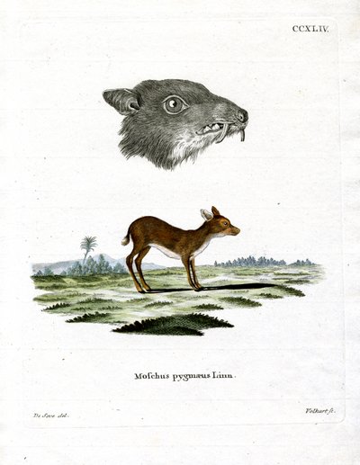 Java Mouse-Deer by German School