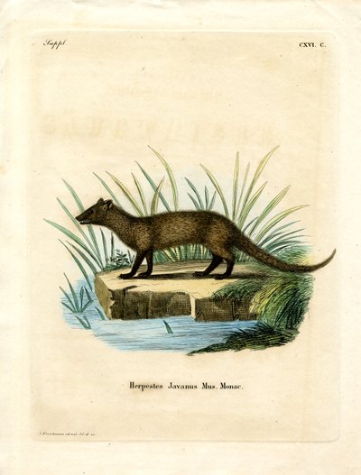 Javan Mongoose by German School
