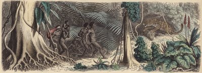 Jungle in Brazil by German School