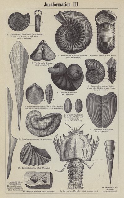 Jurassic fossils by German School