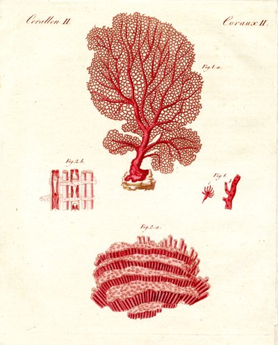 Kinds of Corals by German School