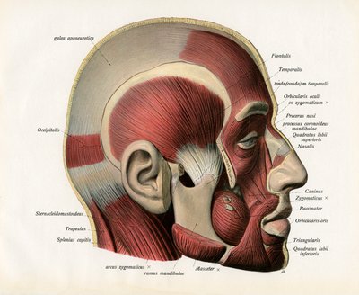 Lateral Cutaway View of the Muscles of the Human Face by German School