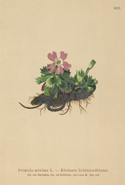 Least Primrose by German School