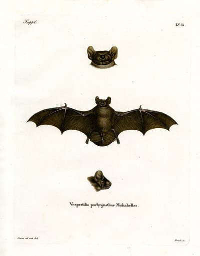 Lesser Noctule Bat by German School