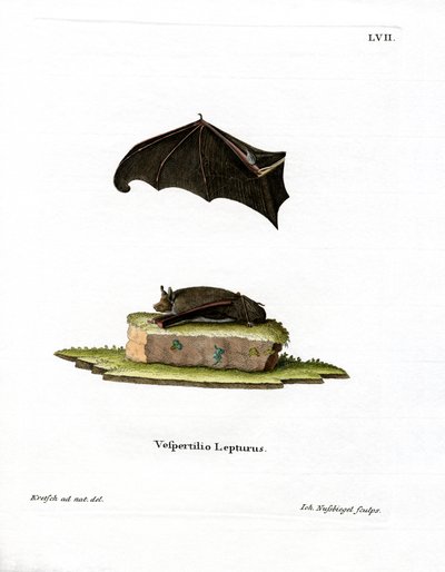 Lesser Sac-winged Bat by German School