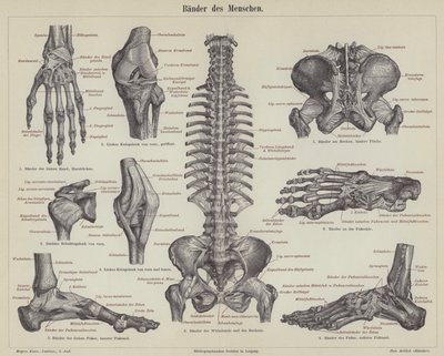 Ligaments of the human body by German School