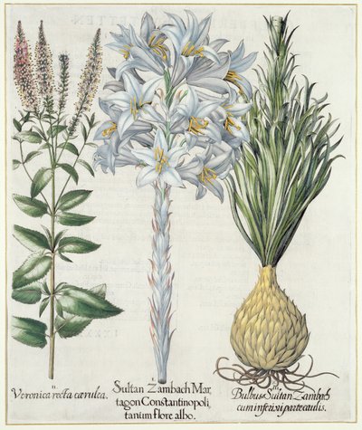 Lily: 1. Sultan Zambach Martagon Constantinopolitanum Flore Albo 2. Veronica Recta Carnlea 3. Bulbus Sultan Zambach Cuminfeunipartecaulis, from Hortus Eystettensis by Basil Besler, pub. 1613 by German School