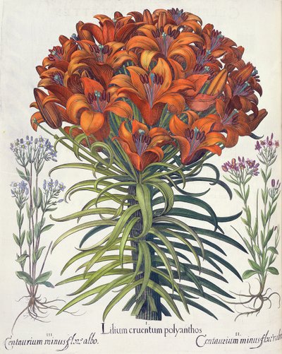 Lily and Centaury, from the Hortus Eystettensis by Basil Besler, pub. 1613 by German School