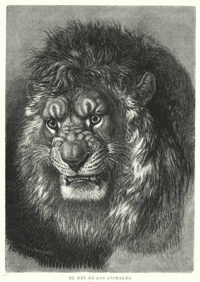 Lion: King of the Animals by German School