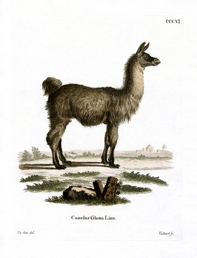 Llama by German School