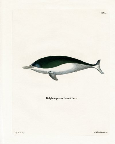 Mealy-mouthed Porpoise by German School