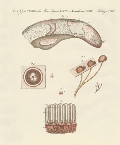 Microscopic study of the cow