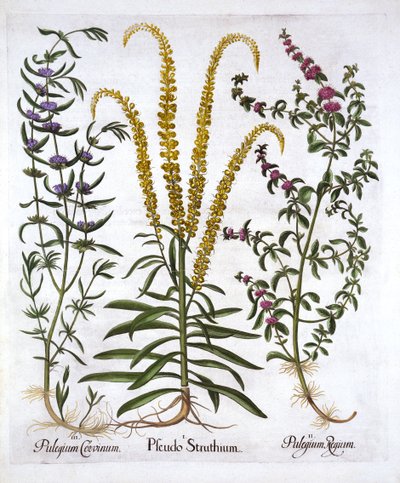 Mignonette, Pennyroyal and Marsh Mint, from Hortus Eystettensis by German School