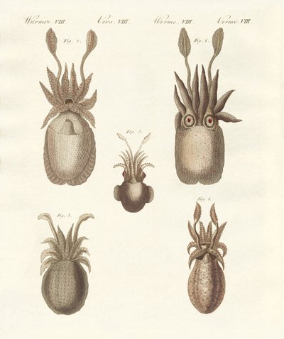 Molluscs or Soft Worms by German School