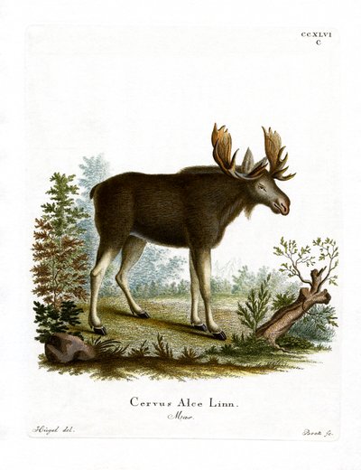 Moose by German School