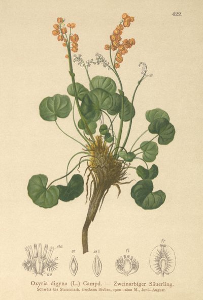 Mountain Sorrel by German School