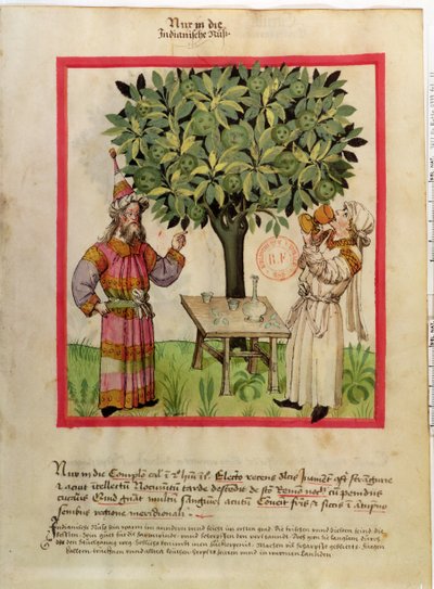 Harvesting Nutmeg, from Tacuinum Sanitatis by German School