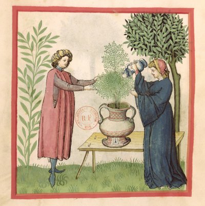 Marjoram, from Tacuinum Sanitatis by German School