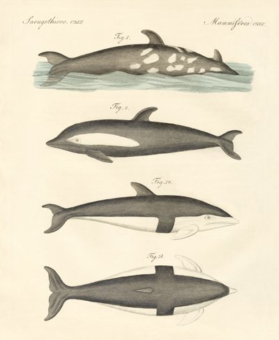 New dolphins by German School