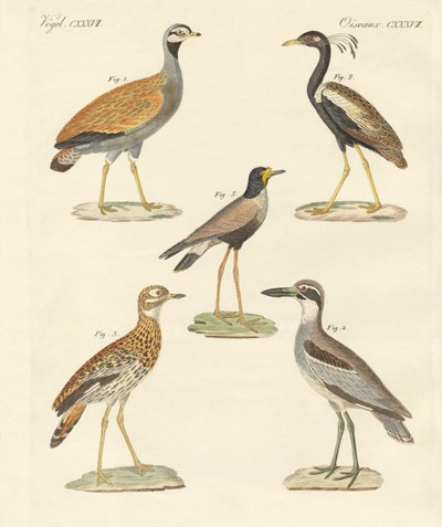New ratite birds by German School