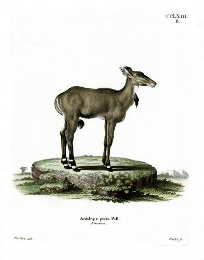 Nilgai by German School