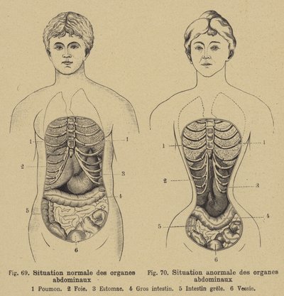 Normal situation of the internal organs of the abdomen in men and women by German School