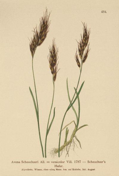 Oat-grass by German School