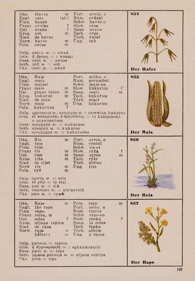 Oats, Maize, Rice, The Rape by German School