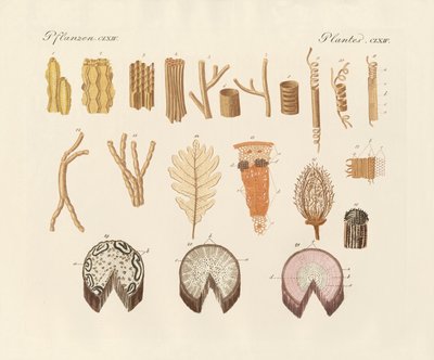 On the internal structure of the plants by German School
