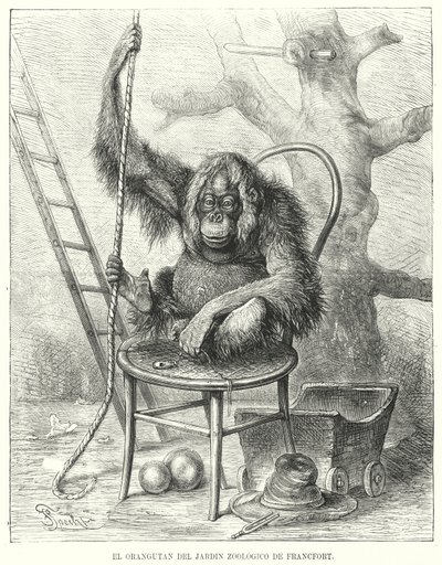 Orangutan in Frankfurt Zoo, Germany by German School