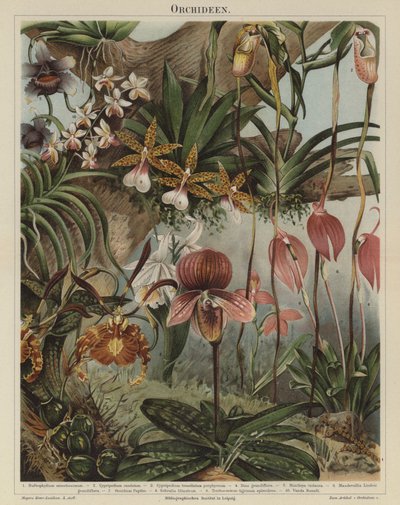 Orchids by German School