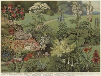 Ornamental plants by German School