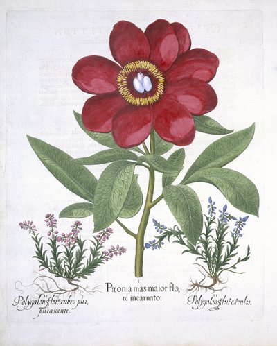 Paeony and two Polygalons, from Hortus Eystettensis by Basil Besler, pub. 1613 by German School