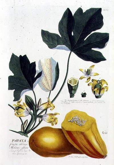 Papaya, Engraved by Johann Jakob Haid, Plate 7 from a Botanical Book by German School