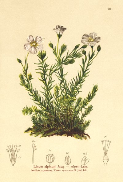 Perennial Flax by German School