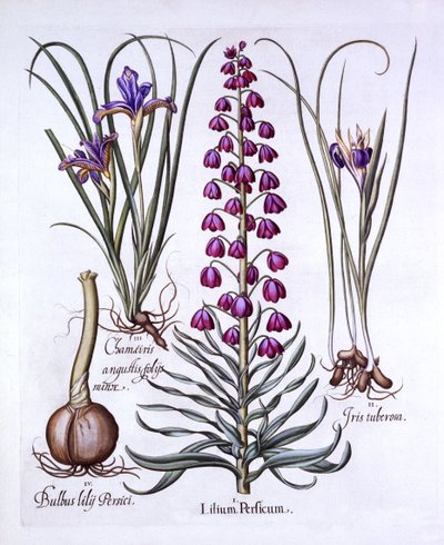 Persian Lily and Irises, from Hortus Eystettensis by German School