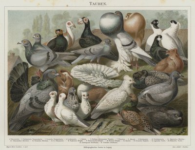 Pigeons by German School