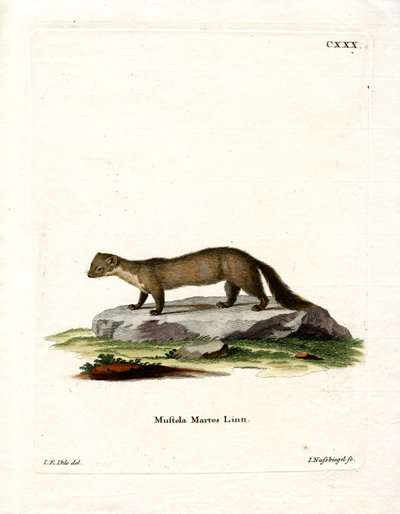 Pine Marten by German School