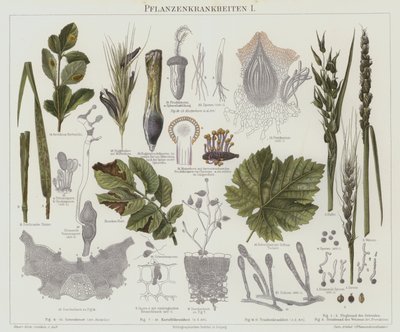 Plant diseases by German School