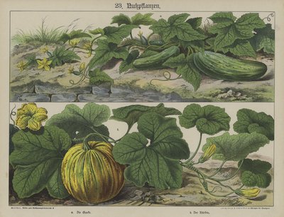 Plants by German School