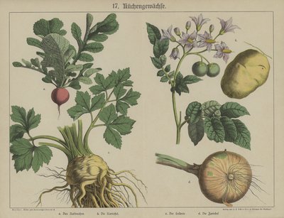 Plants by German School