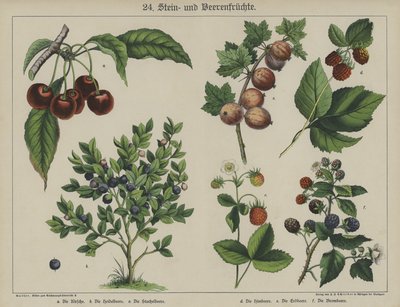 Plants by German School