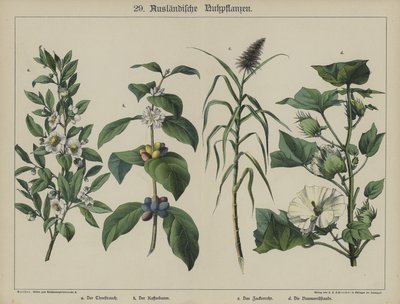 Plants by German School