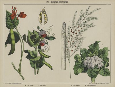 Plants by German School