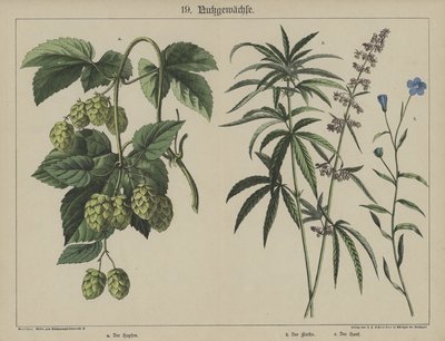 Plants by German School