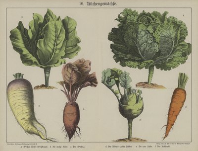 Plants by German School