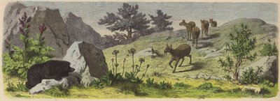 Plants and Animals of the Mountains of Asia by German School